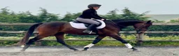 Allround hästar till salu: Beautiful Irish Thoroughbred - Annons 5