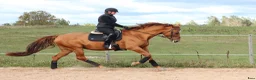 Allround hästar till salu: Amateur rider safe mare - Annons 1