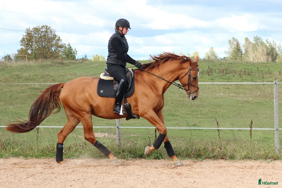 Allround hästar till salu: Amateur rider safe mare - Annons 1