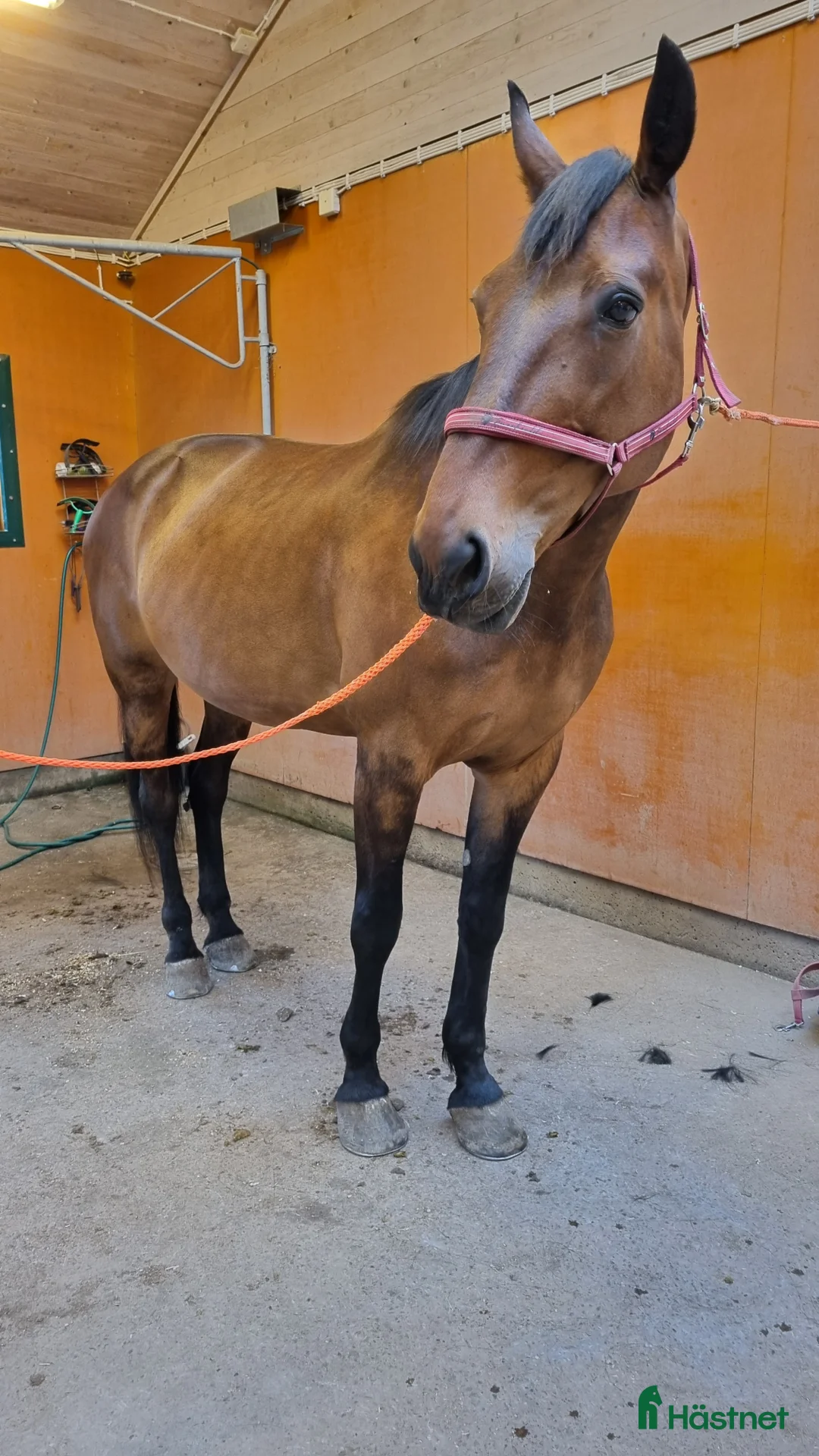  foderhäst finnes: Golly söker fodervärd/ev senare köp i Lyrestad - Annons 2