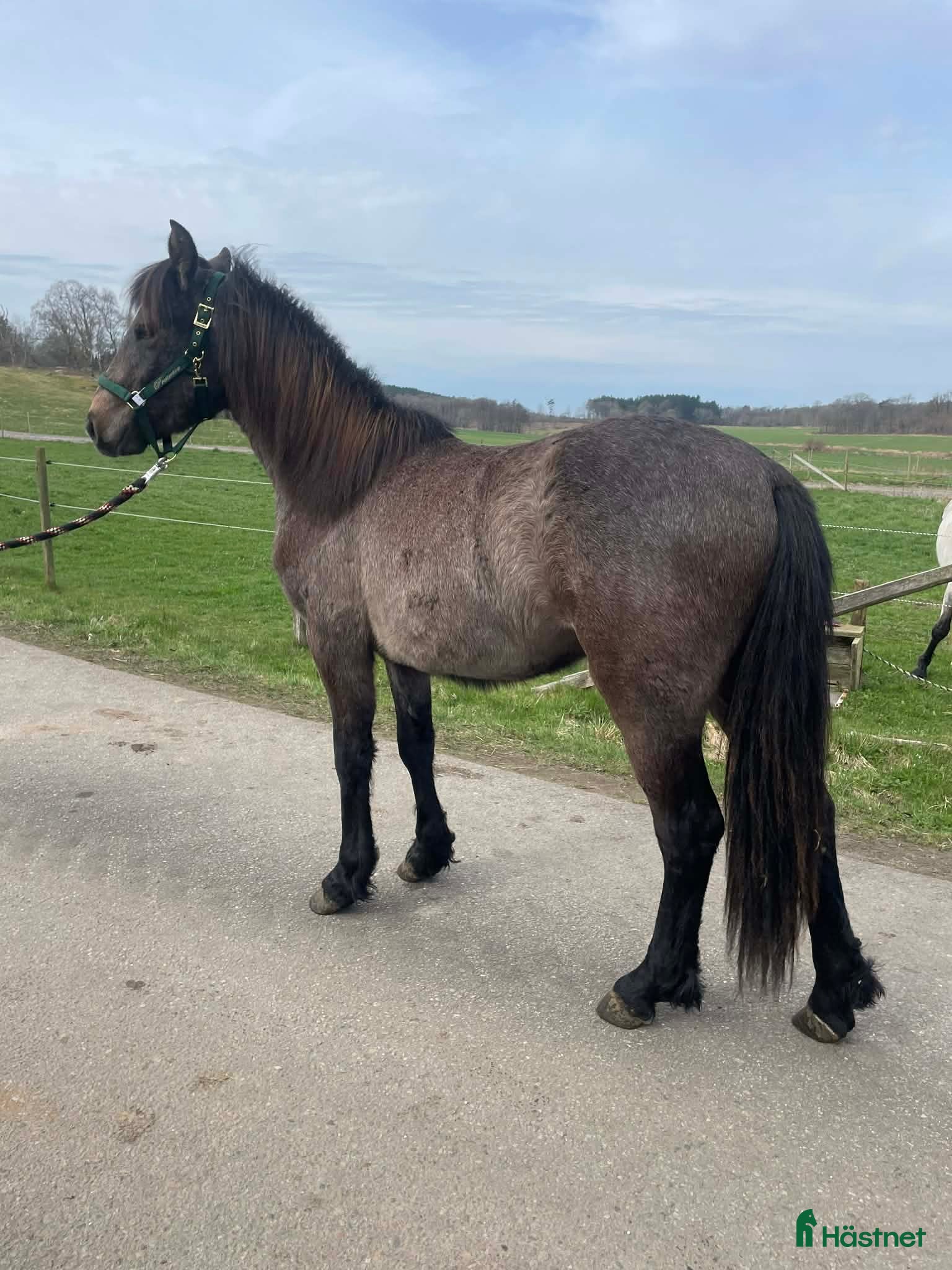  hästar Superfin valack med ett hjärta av guld.  - Annons 2