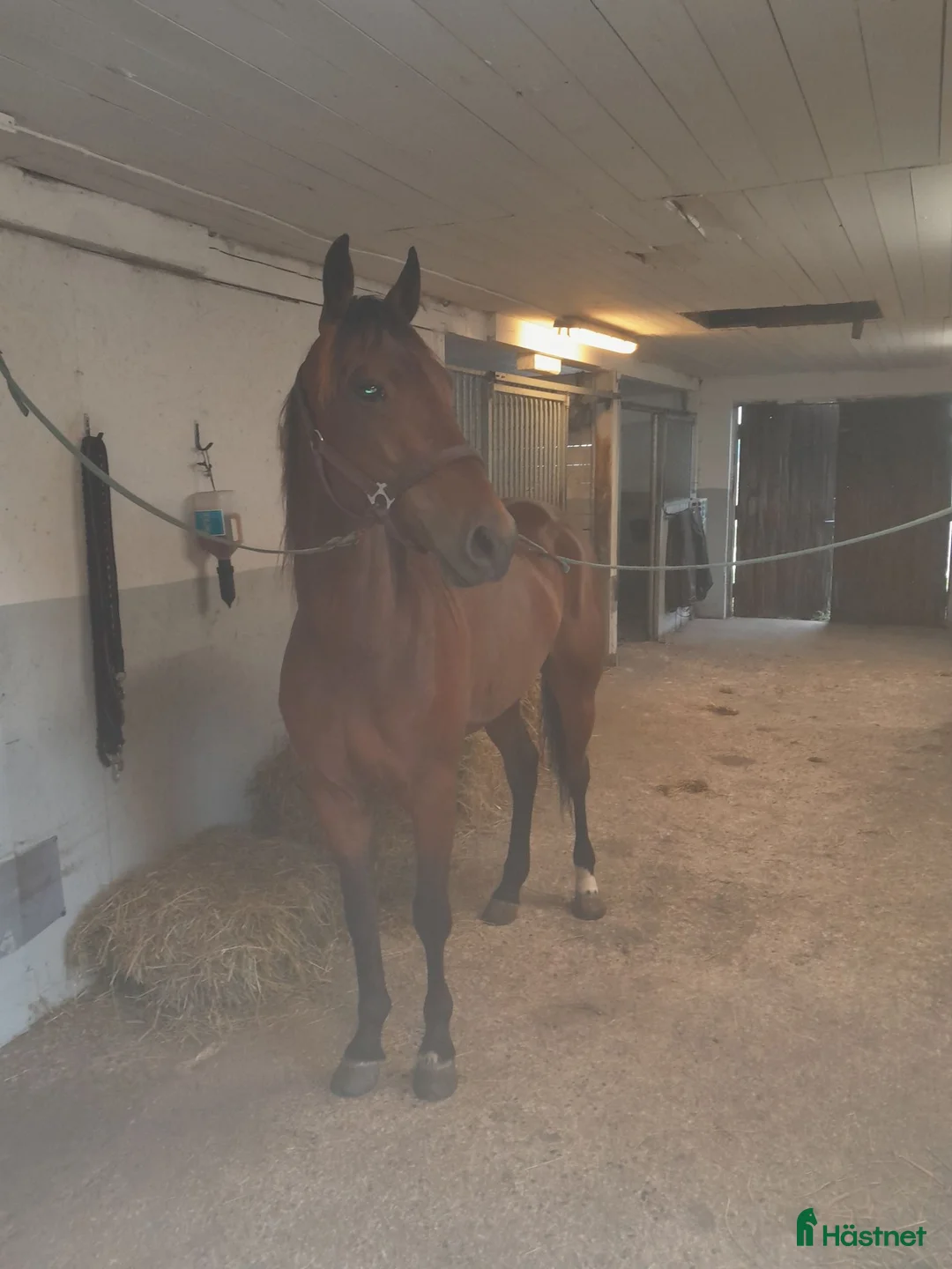 Trav hästar till salu: 4 årig valack - Annons 2