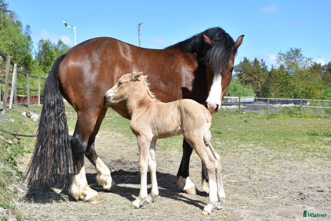 Allround hästar till salu: Welsh cob stoföl med fart i! i Partille - Annons 8