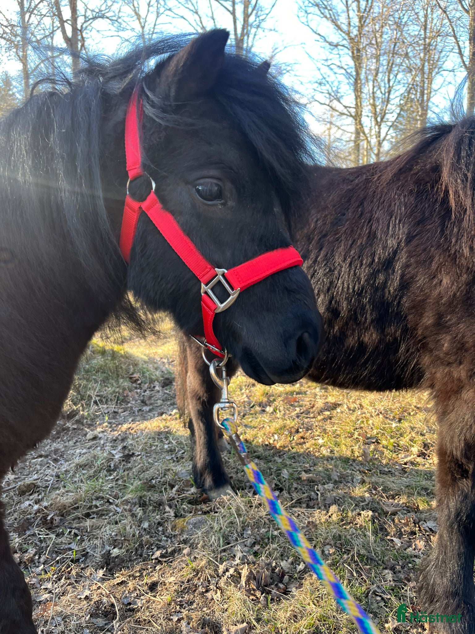  hästar Lovande Ungsto - Annons 1