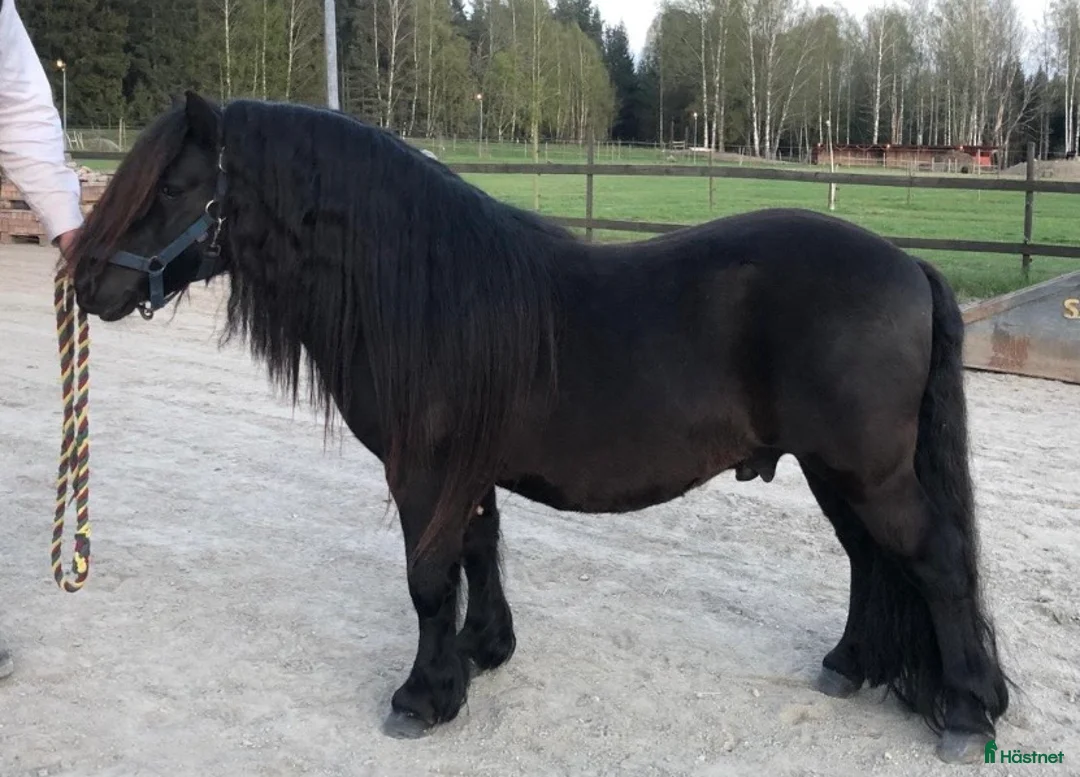 Sällskap hästar till salu: Shetlandsponny Ston i Nyköping - Annons 7