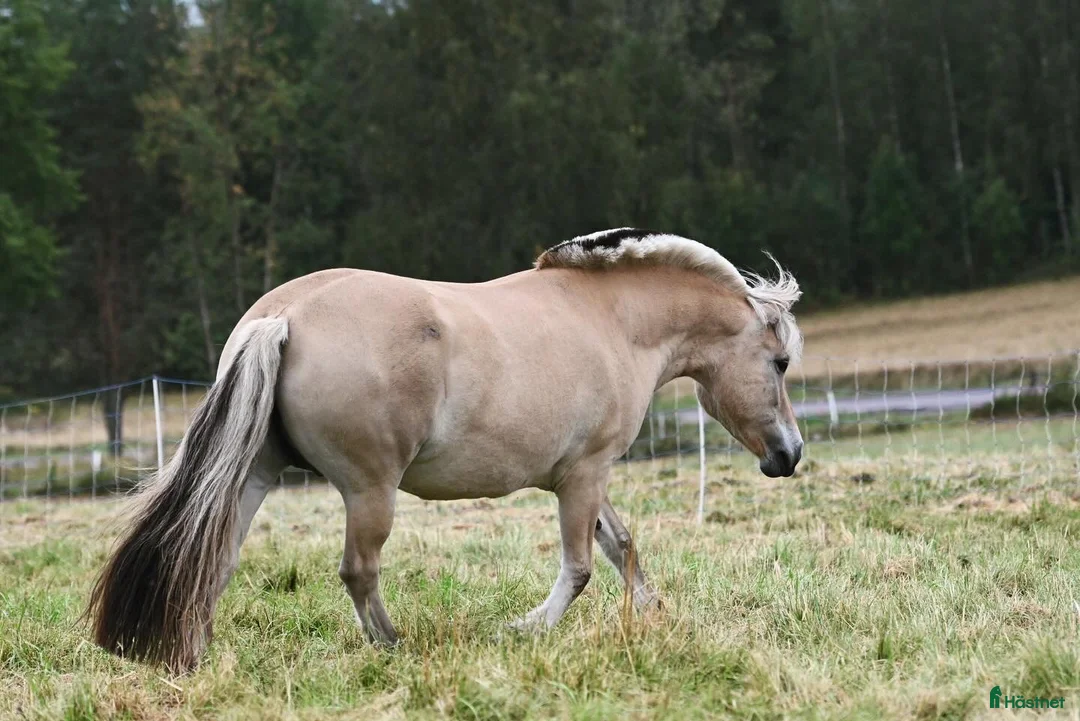 Allround hästar till salu: Fantastiskt fjordsto i Karlstad - Annons 1