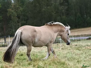 hästar Fantastiskt fjordsto - Annons 1