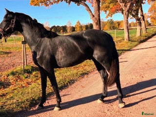 hästar Dressyrhäst sökes låna/bytes i Hedemora - Annons 1