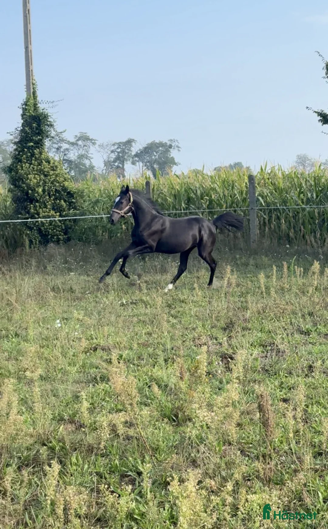 Övrigt hästar till salu: Lovande sto i Kristianstad - Annons 5