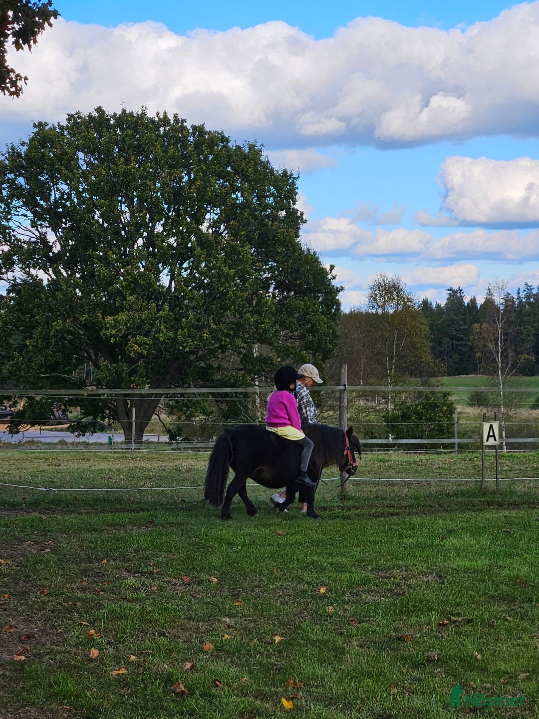 Övrigt hästar till salu: Shetland  i Kulltorp - Annons 3