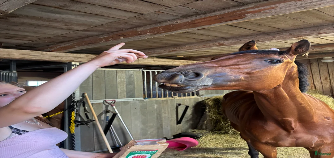 Galleribild {{count}}