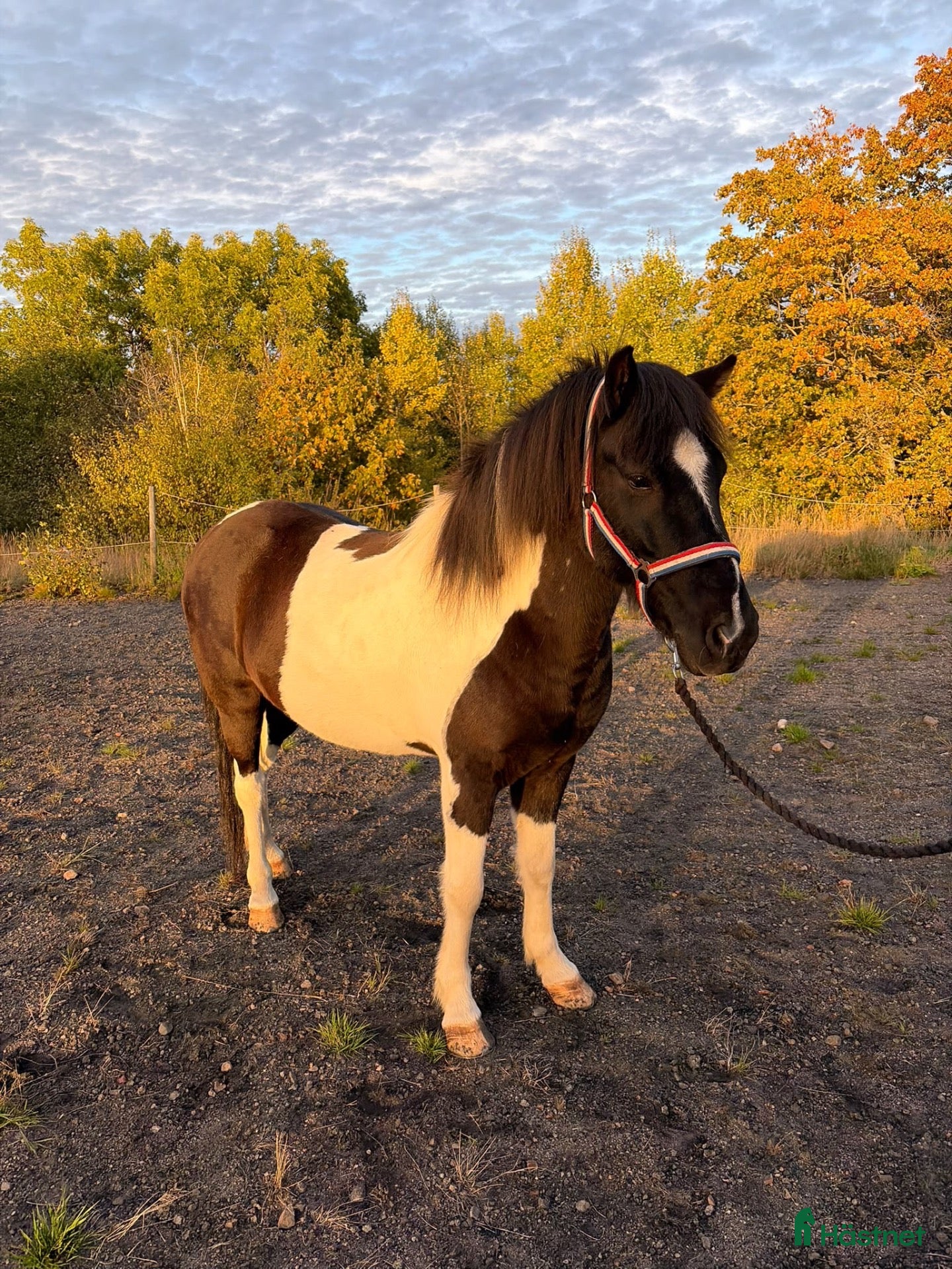  hästar Stor utvecklingspotential och toppenlynne! - Annons 1