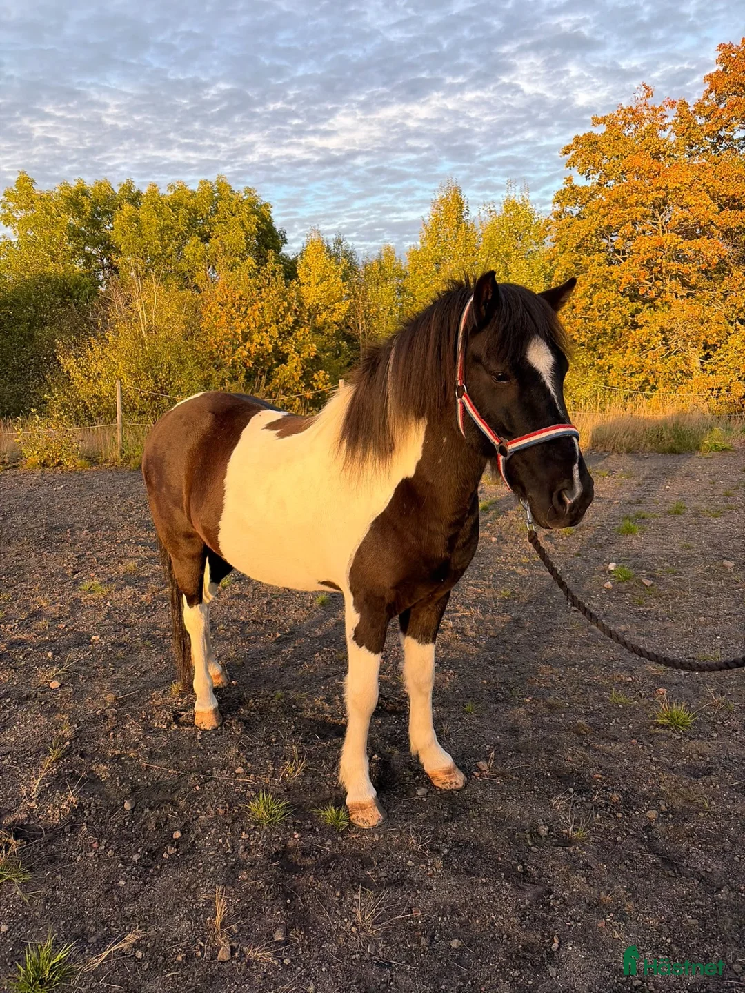 Island hästar till salu: Stor utvecklingspotential och toppenlynne! - Annons 1