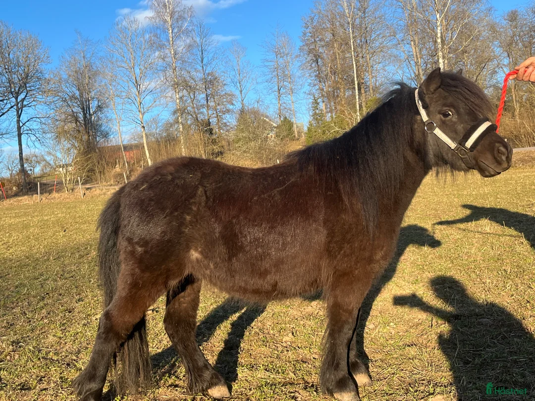 Allround hästar till salu: Vackert sto med kanonstam  - Annons 2