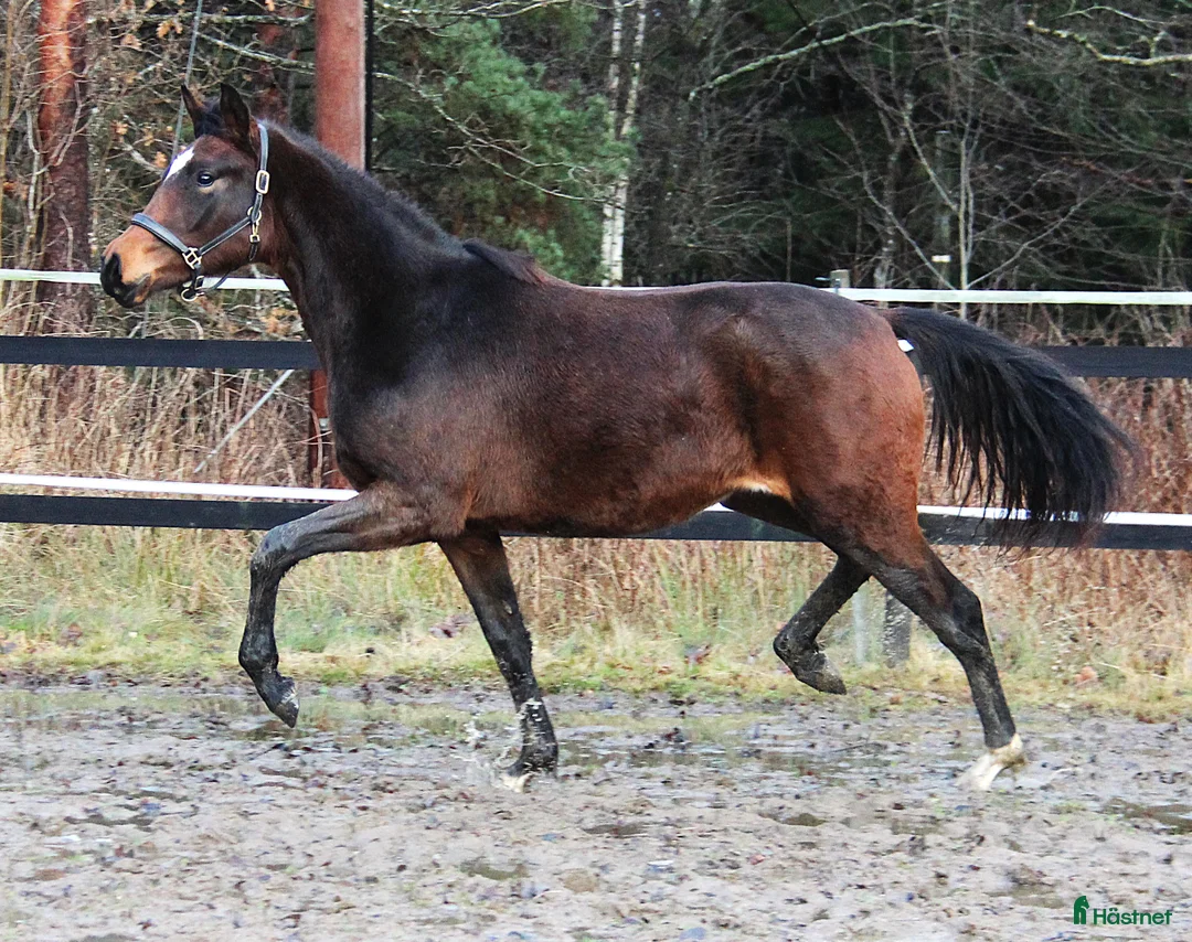 Dressyr hästar till salu: Dressyr ämne!  - Annons 2