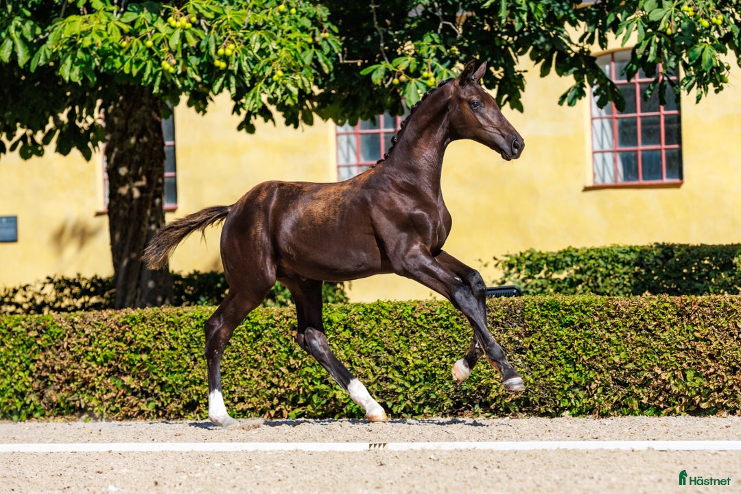 Dressyr hästar till salu: King Erik - PREMIEFÖL OBS prissänkt  i Sölvesborg - Annons 1