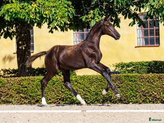 Dressyr hästar till salu: King Erik - PREMIEFÖL OBS prissänkt i Sölvesborg - Annons 2