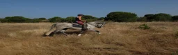 Working Equitation hästar till salu: Fin allround PRE valack. Korrekt o intelligent - Annons 2