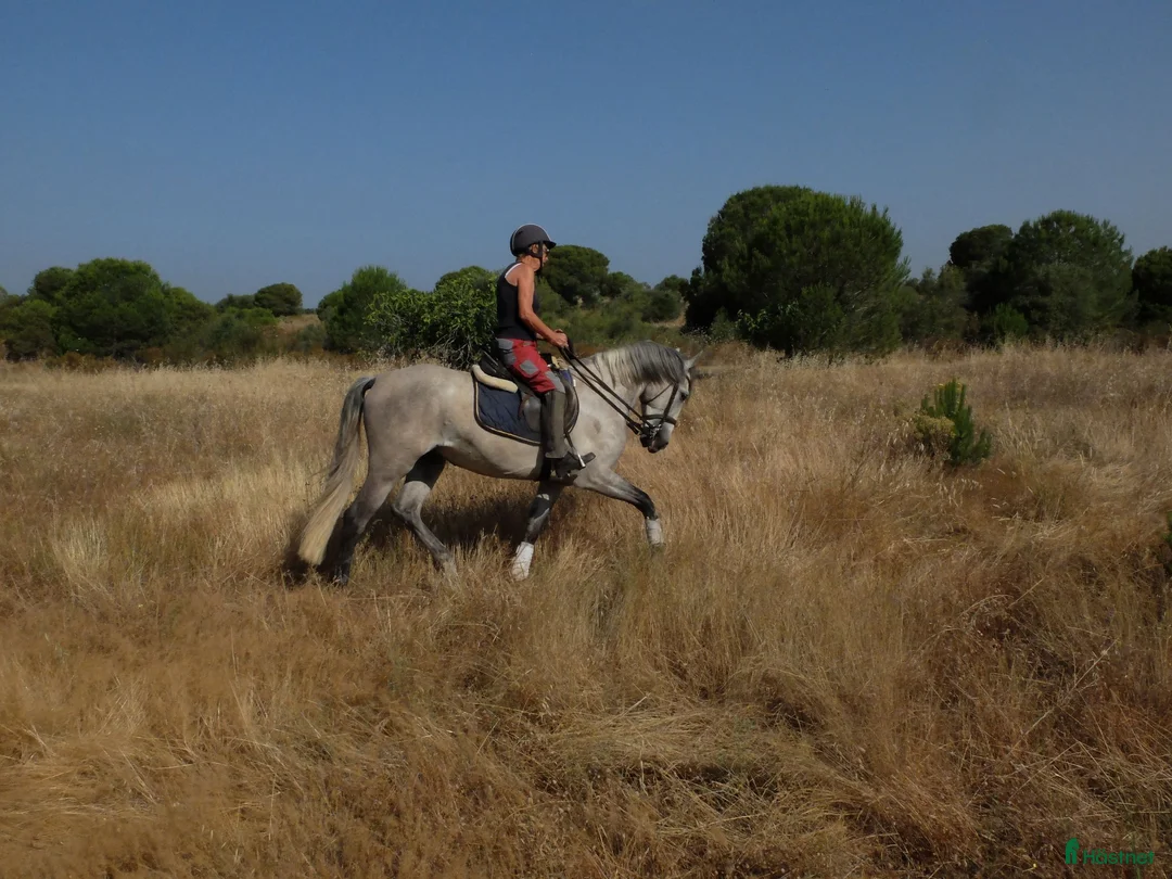 Working Equitation hästar till salu: Fin allround PRE valack. Korrekt o intelligent - Annons 2