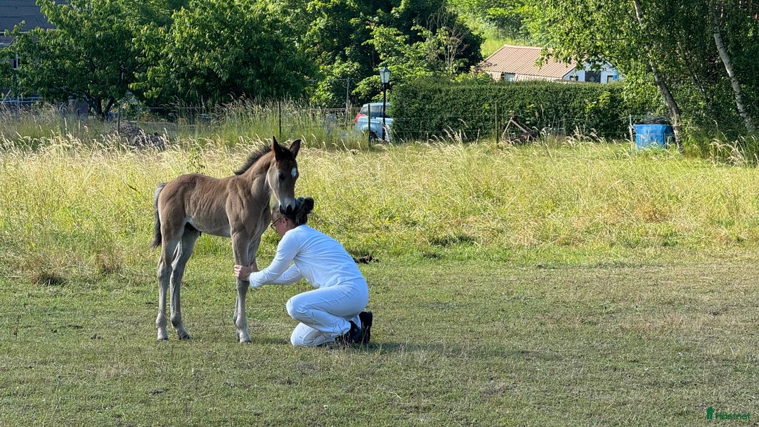 Allround hästar till salu: Fanzy i Simrishamn - Annons 7
