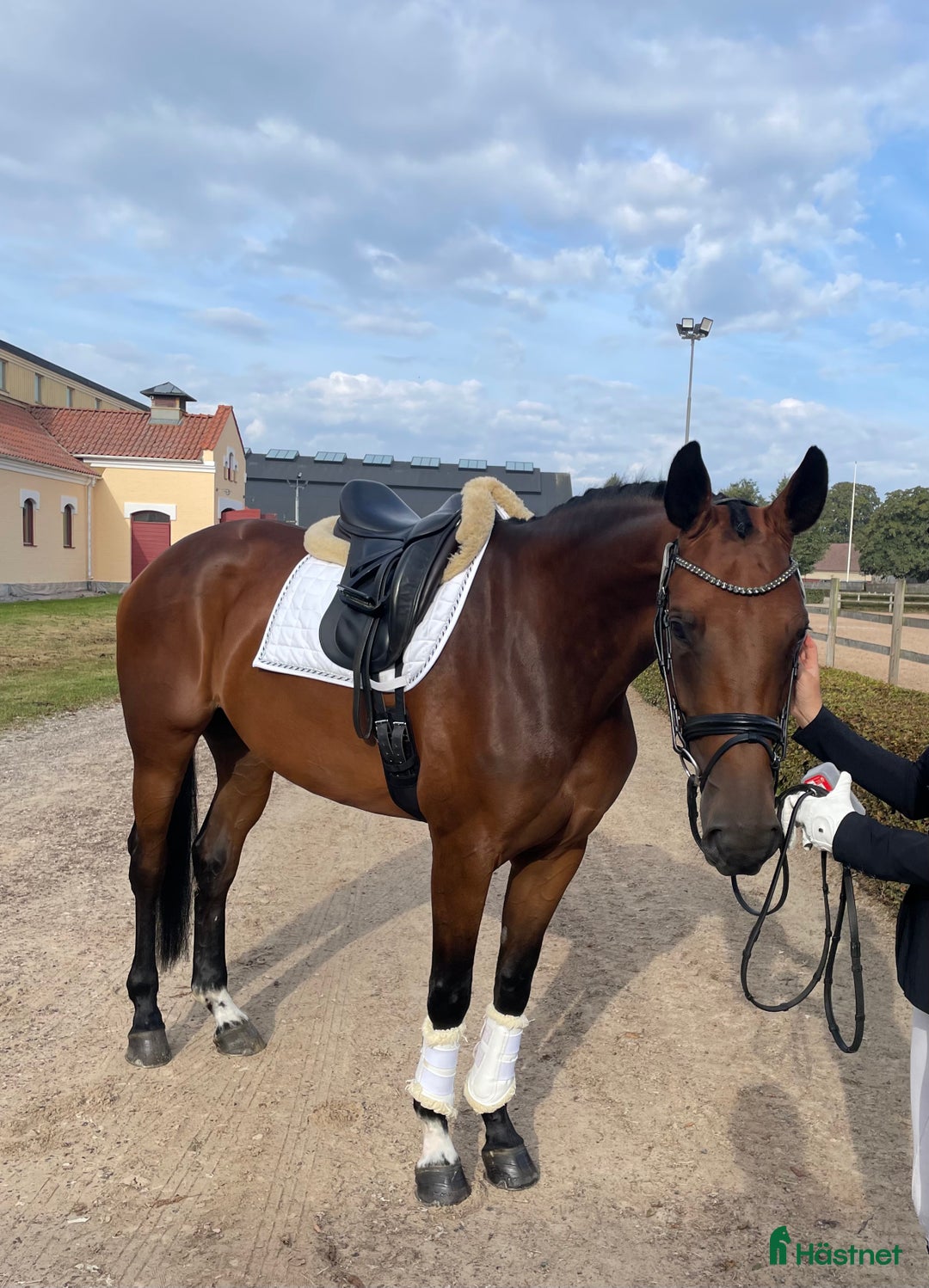 Dressyr hästar till salu: Talangfullt gångartssto  i Laholm - Annons 1