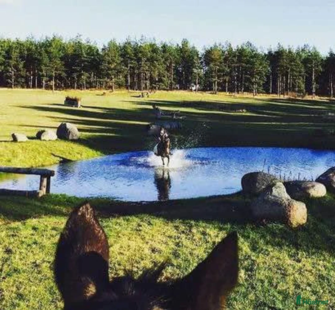  stallplats finnes: Boxplats Stallplats Box Stall Kristianstad i Kristianstad - Annons 5