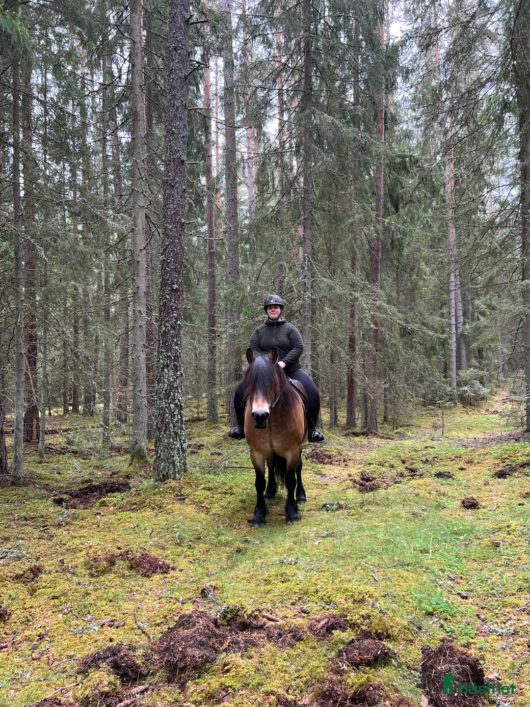 Övrigt hästar sökes: Viktbärande häst sökes(helst islandshäst)  - Annons 3
