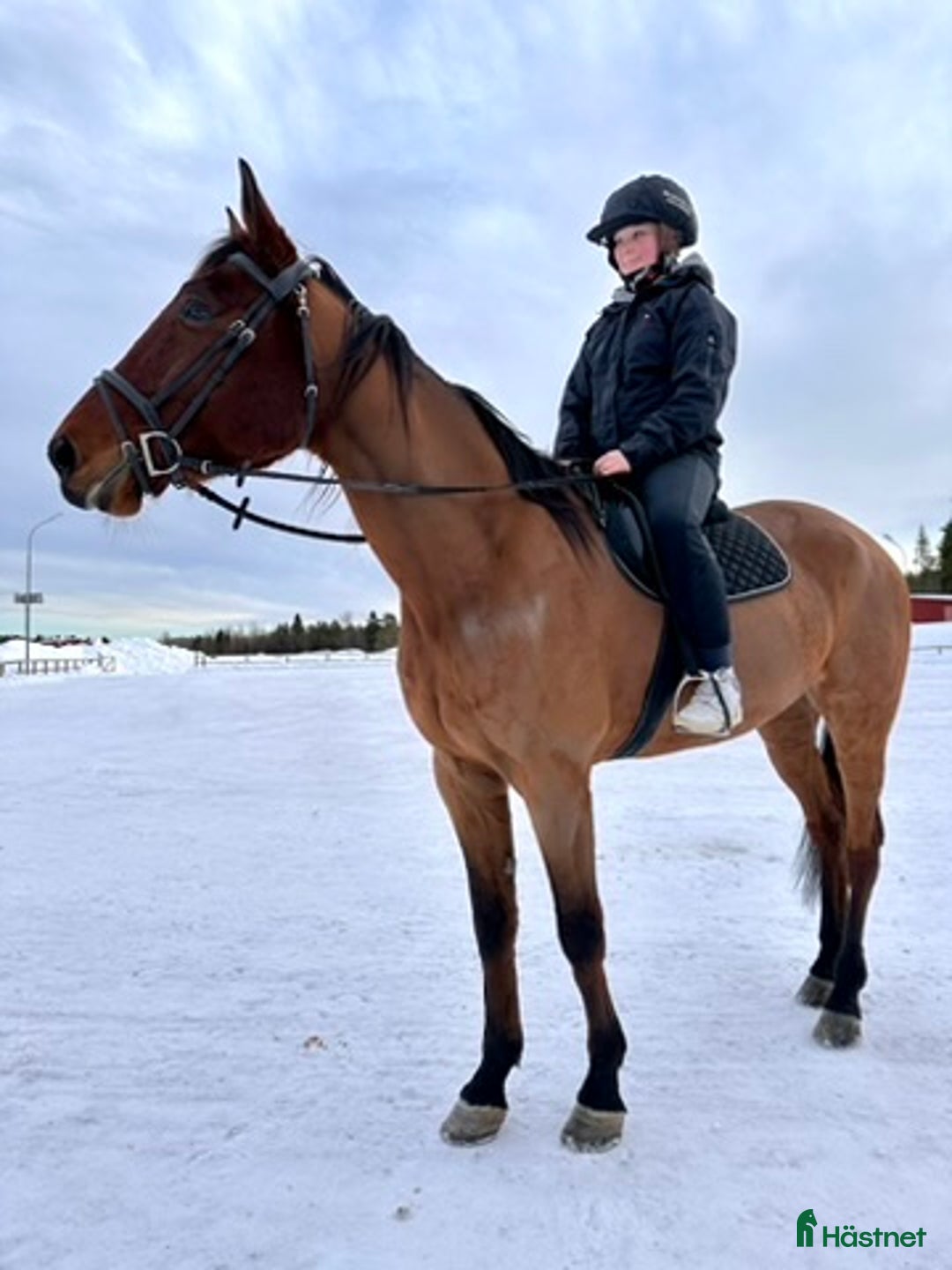 Allround hästar till salu: Snällt varmblod söker nytt hem i Hudiksvall - Bild 7