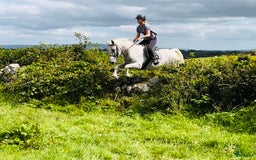 Hoppning hästar till salu: Selection of Irish ponies i Ljungby - Annons 19