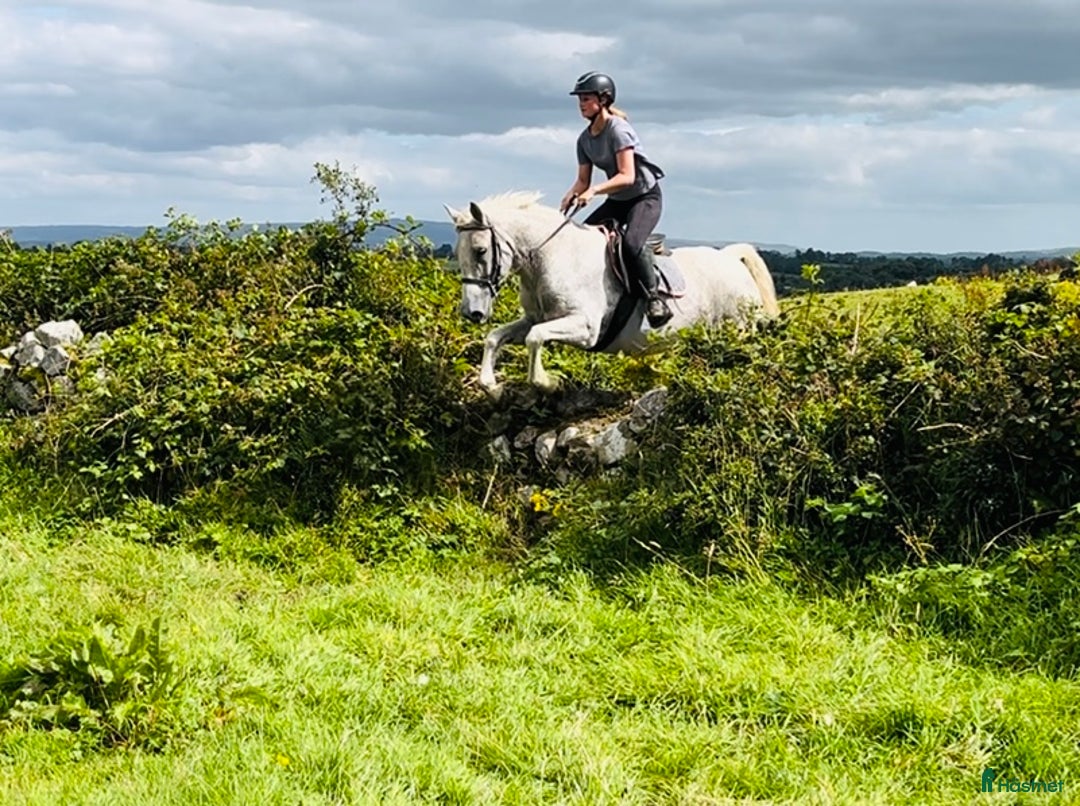 Hoppning hästar till salu: Selection of Irish ponies i Ljungby - Annons 19