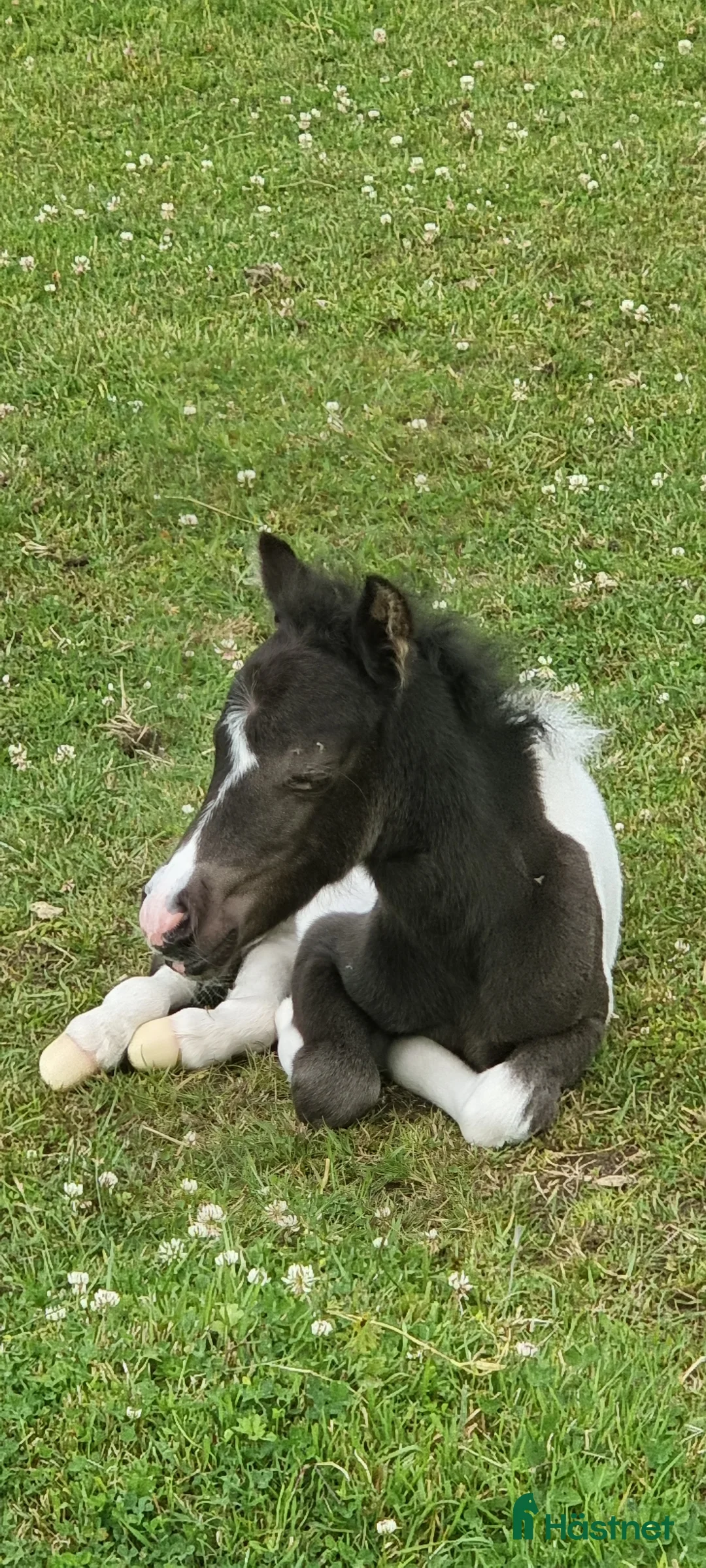 Allround hästar till salu: Underbar mini american föl. i Skara - Annons 13