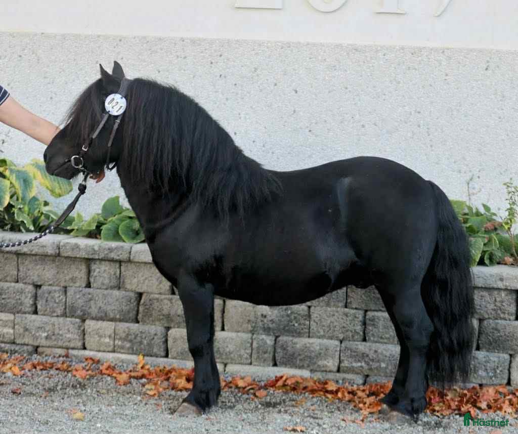  hästar Underbar shettis  - Annons 8