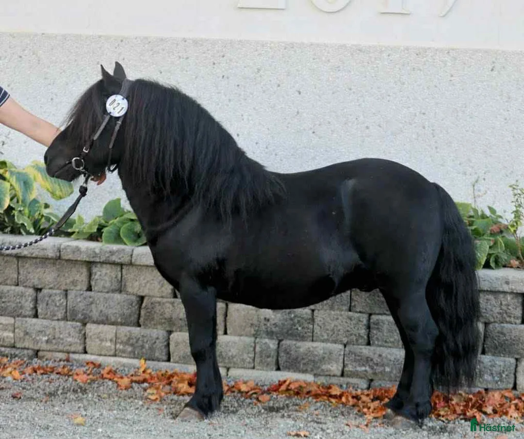 Övrigt hästar till salu: Underbar shettis  - Annons 1