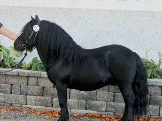 hästar Underbar shettis - Annons 8