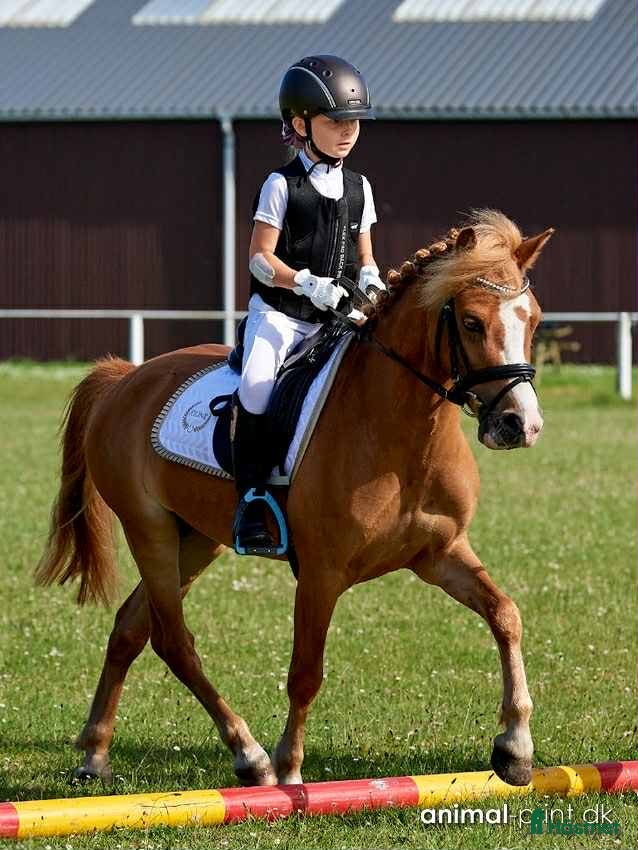 Allround hästar till salu: Vacker och lättlärd ponny till salu - Annons 1