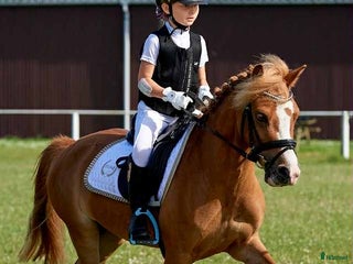 hästar Vacker och lättlärd ponny till salu - Annons 17