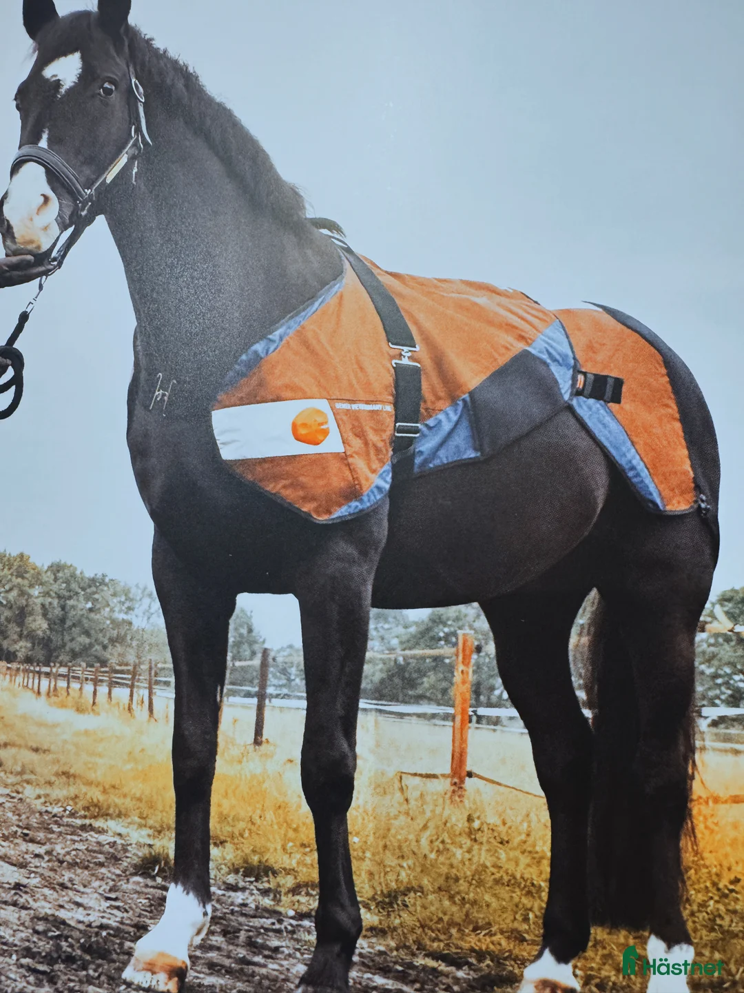 Övrig utrustning övrig utrustning till salu: Bemer till häst - terapikoncept i Ockelbo - Annons 1