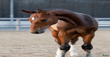  hästar i Ljungskile - Annons 15
