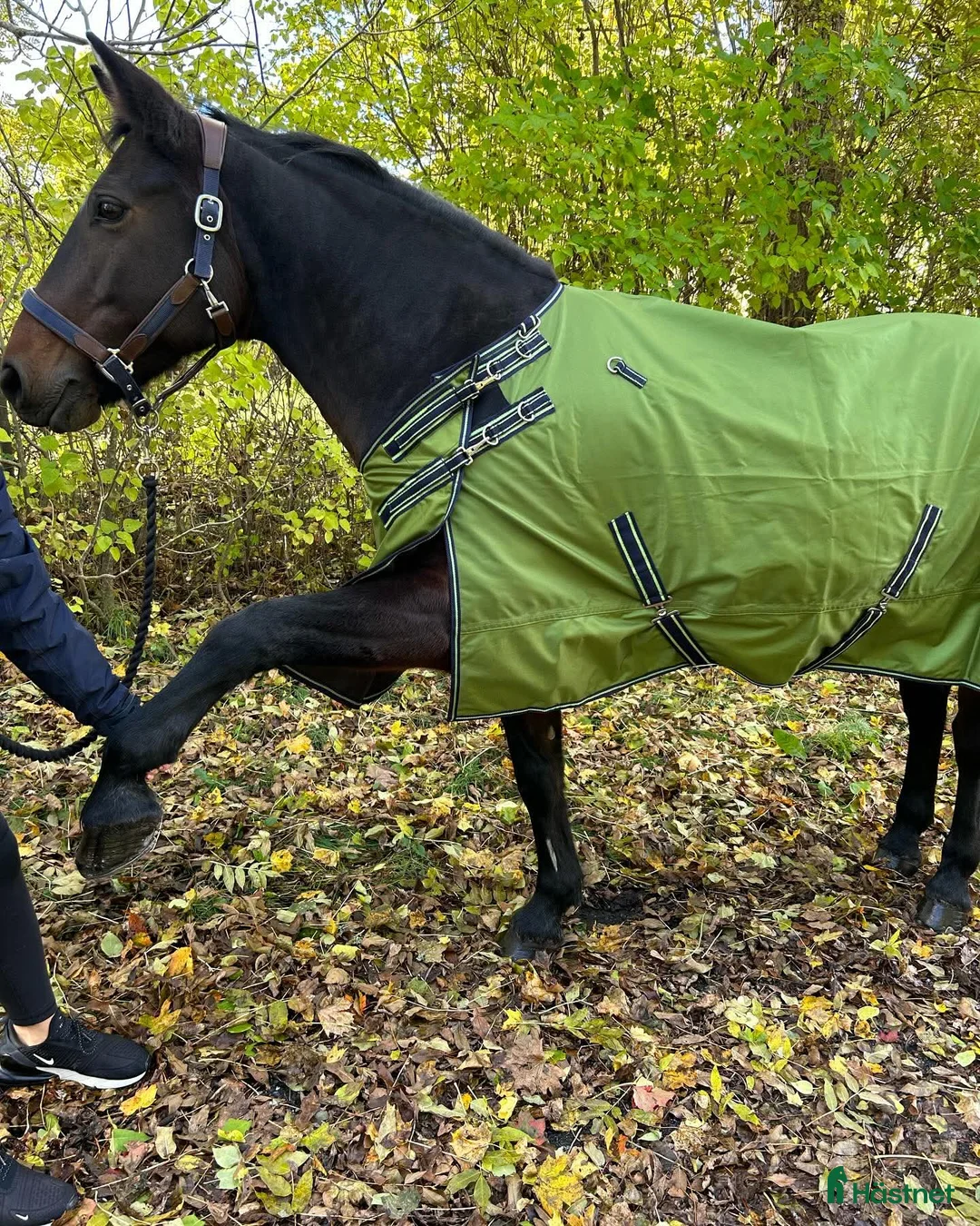 Täcken hästutrustning till salu: Equoiq regntäcke 0g storlek 135 och 145 i Sollebrunn - Annons 2