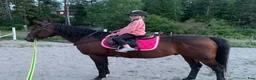 Allround hästar till salu: Artist - Annons 3