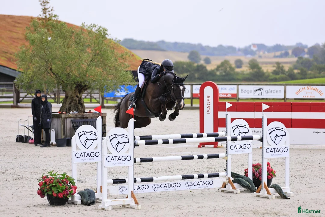 Hoppning hästar till salu: Danish Champion for 6-year-old horses! 🏆  - Annons 1