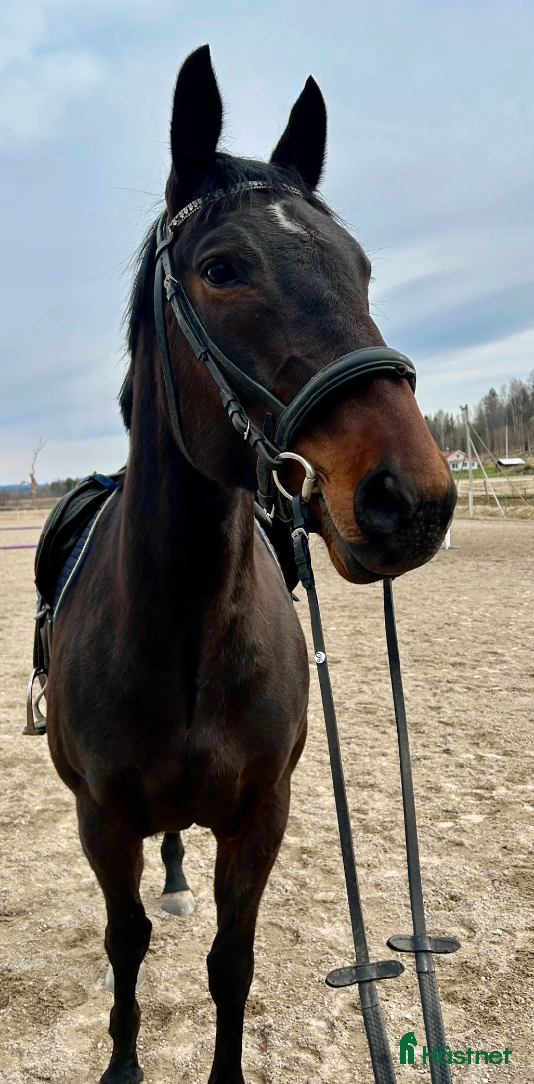 Allround hästar till salu: Trevligt sto  - Annons 1