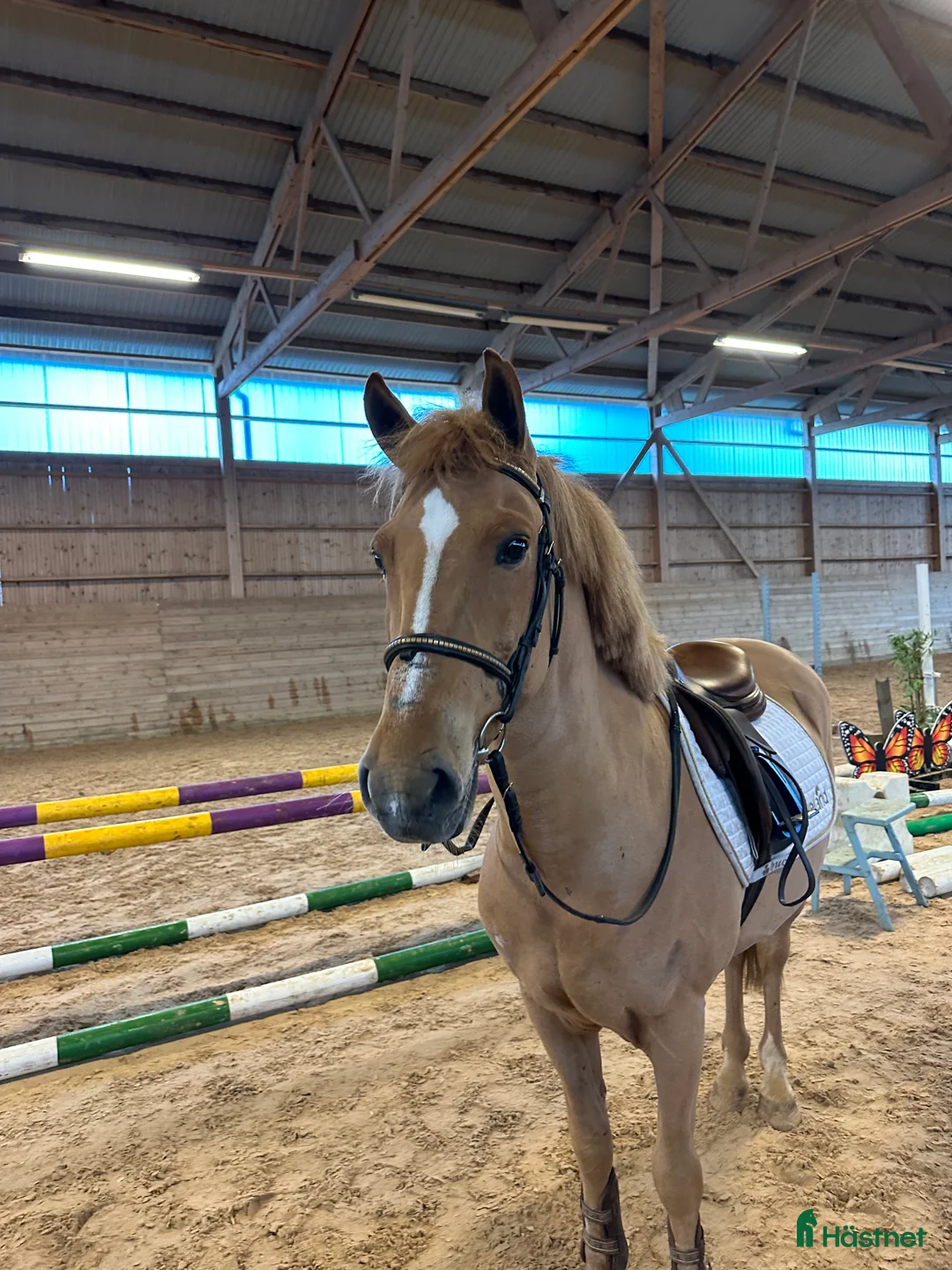 Hoppning hästar till salu: BLACK FRIDAY!! Snygg c-ponny nu för 60 000 i Matfors - Annons 2