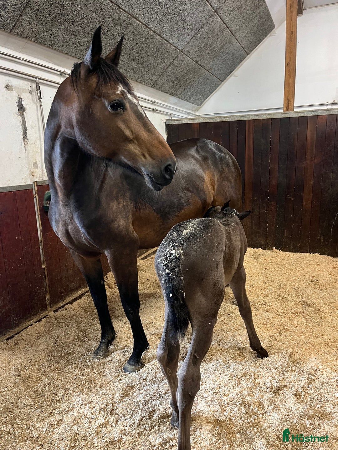 Avelshästar hästar till salu: Top avlshoppe sælges, hophest - Annons 37