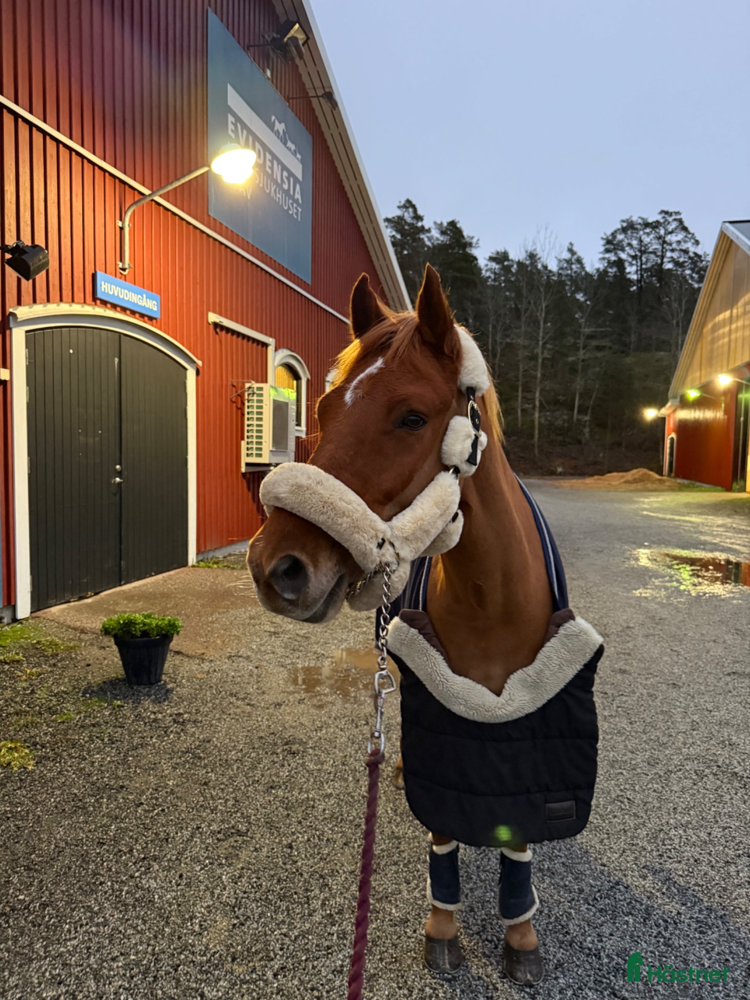  hästar Fantastisk D-ponny söker ny bästavän 🌟 - Annons 6