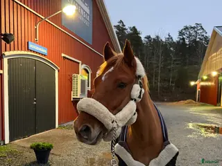 hästar Fantastisk D-ponny söker ny bästavän 🌟 - Annons 12