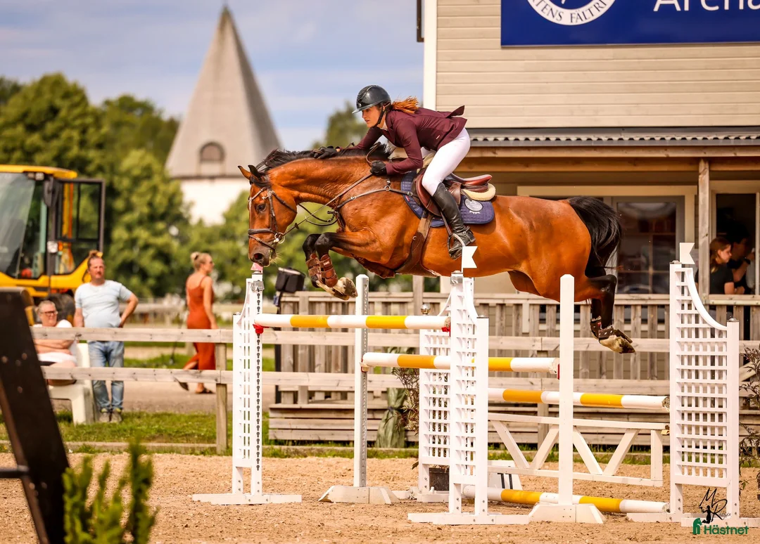  foderhäst finnes: SAMARBTE/ Sto född 2020 med toppstam för hoppning! i Forserum - Annons 2