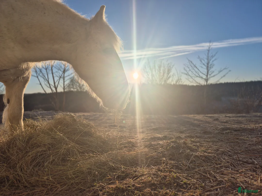 Allround hästar sökes: Söker viktbärande bästa vän  i Finspång - Annons 1