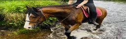 Allround hästar till salu: Irish riding ponies  - Annons 7