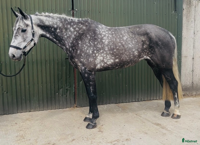  hästar Stunning Irish mare  - Annons 1